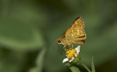 Potanthus diffusus Hsu, Tsukiyama & Chiba, 2005 蓬萊黃斑弄蝶