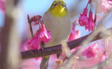 Zosterops japonicus Temminck & Schlegel, 1847 日菲繡眼