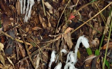 Monotropa uniflora 單花錫杖花