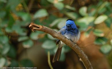 Hypothymis azurea oberholseri 黑枕藍鶲