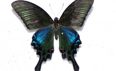 Papilio bianor thrasymedes Fruhstorfer, 1909 翠鳳蝶