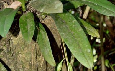 Bulbophyllum macraei (Lindl.) Rchb.f. 烏來捲瓣蘭