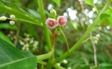 Saurauia tristyla var. oldhamii 水冬瓜