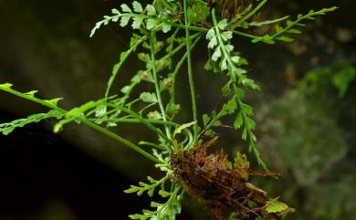 Asplenium tenerum G.Forst. 鈍齒鐵角蕨