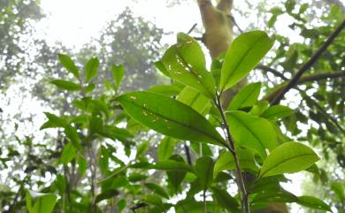 Pyrenaria shinkoensis (Hayata) H.Keng 烏皮茶