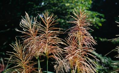 Miscanthus sinensis Andersson 芒