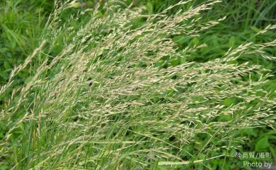 Agrostis infirma var. formosana 草山翦股穎