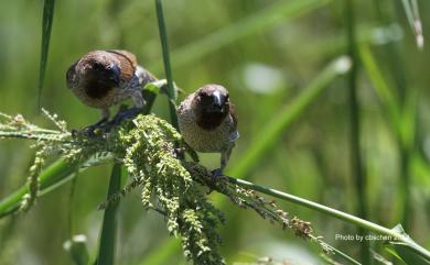 Lonchura punctulata topela 斑文鳥