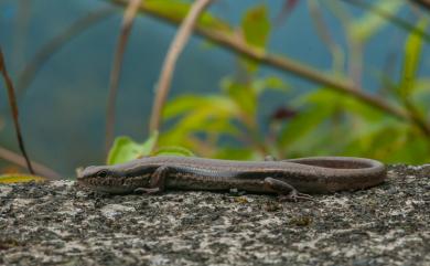 Sphenomorphus indicus Gray, 1853 印度蜓蜥