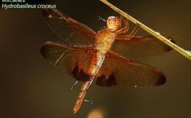 Hydrobasileus croceus (Brauer, 1867) 硃紅蜻蜓