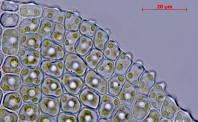Cololejeunea ocelloides (Horik.) Mizut. 多胞疣鱗蘚