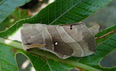 Lebeda nobilis nobilis Walker, 1855 大灰枯葉蛾
