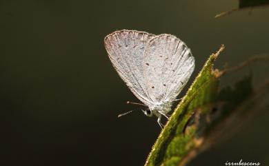 Celastrina argiolus caphis (Fruhstorfer, 1922) 琉灰蝶