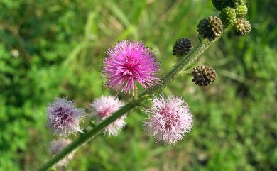 Mimosa diplotricha 美洲含羞草