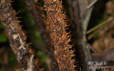 Alsophila metteniana Hance 小黑桫欏