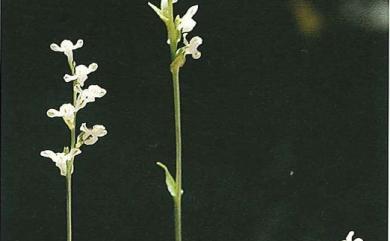 Platanthera brevicalcarata Hayata 短距粉蝶蘭