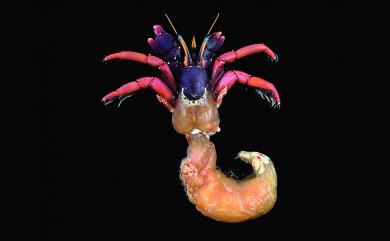 Calcinus gaimardii (H. Milne Edwards, 1848) 蓋氏硬指寄居蟹