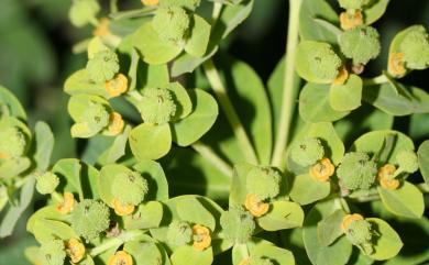 Euphorbia jolkini 岩大戟