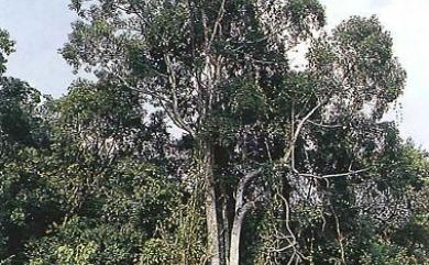 Camphora micrantha (Hayata) Y.Yang, B.Liu & Zhi Yang 冇樟