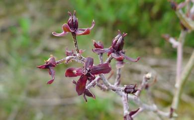 Veratrum formosanum 臺灣藜蘆