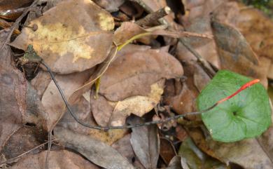 Ophiocordyceps nutans 下垂蟲草