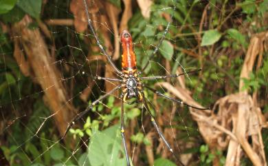 Nephila pilipes Fabricius, 1793 人面蜘蛛