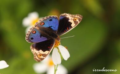 Junonia orithya (Linnaeus, 1758) 青眼蛺蝶