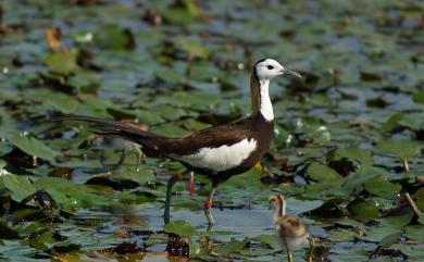 Hydrophasianus chirurgus (Scopoli, 1786) 水雉