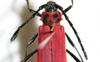 Purpuricenus temminckii sinensis White, 1853 中華紅天牛