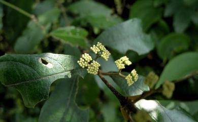 Callicarpa remotiserrulata 疏齒紫珠