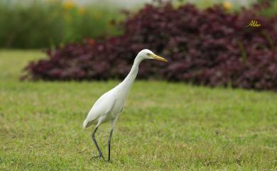 Bubulcus ibis coromandus 黃頭鷺