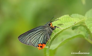 Choaspes benjaminii formosanus (Fruhstorfer, 1911) 綠弄蝶