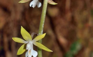 Calanthe graciliflora 細花根節蘭