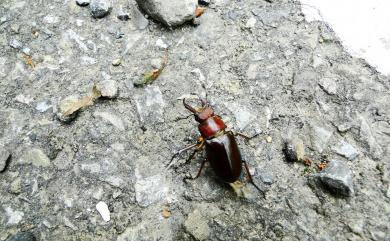 Lucanus miwai Kurosawa, 1966 黃腳深山鍬形蟲