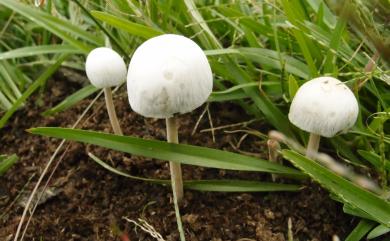 Panaeolus 花褶傘屬