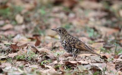 Zoothera dauma dauma (Latham, 1790) 虎斑地鶇(台灣留鳥)