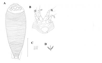 Diptilomiopus cumingis Huang, 2001 對葉榕羽爪節蜱