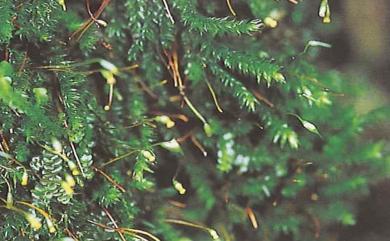 Sematophyllum subpinnatum (Brid.) E.Britton 粗錦苔
