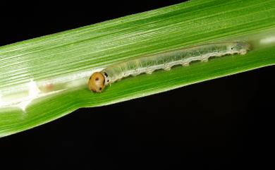 Ampittia virgata myakei Matsumura, 1910 黃星弄蝶