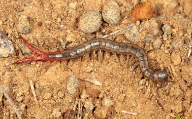 Scolopendra subspinipes mutilans Koch, 1878