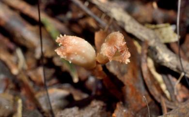 Gastrodia albida 白赤箭