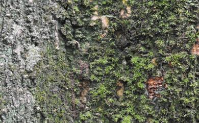 Octoblepharum albidum Hedw. 八齒苔