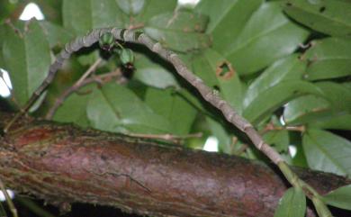 Dendrobium miyakei Schltr. 紅花石斛