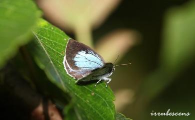 Arhopala ganesa formosana Kato, 1930 蔚青紫灰蝶