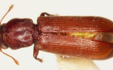 Lyctus brunneus (Stephens, 1830) 褐粉蠹