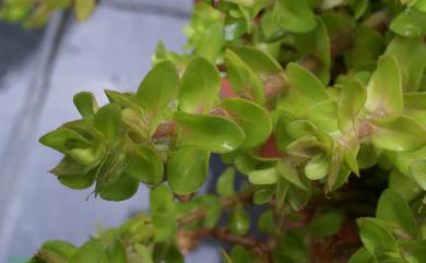 Bacopa caroliniana 卡羅萊納過長沙