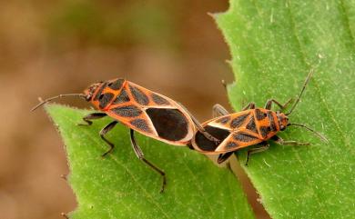 Graptostethus servus servus (Fabricius, 1787) 紅腺長椿象