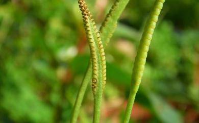 Ophioglossum petiolatum Hook. 銳頭瓶爾小草