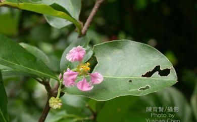 Lagerstroemia subcostata Koehne 九芎