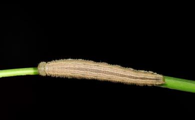 Ypthima esakii Shirozu, 1960 江崎波眼蝶